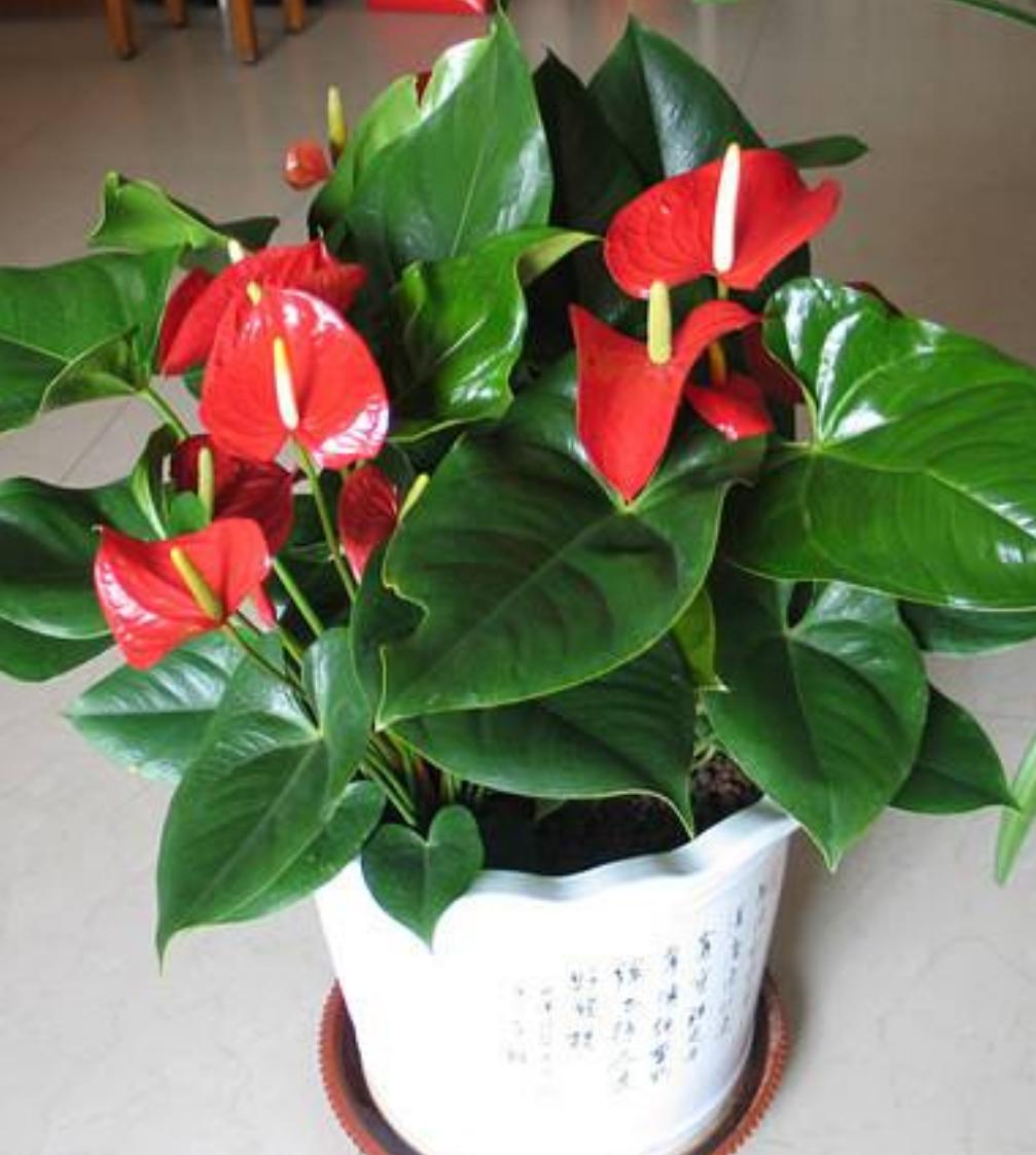 红掌养着养着叶子掉了是怎么回事,红掌根部黄叶干枯不开花怎么办
