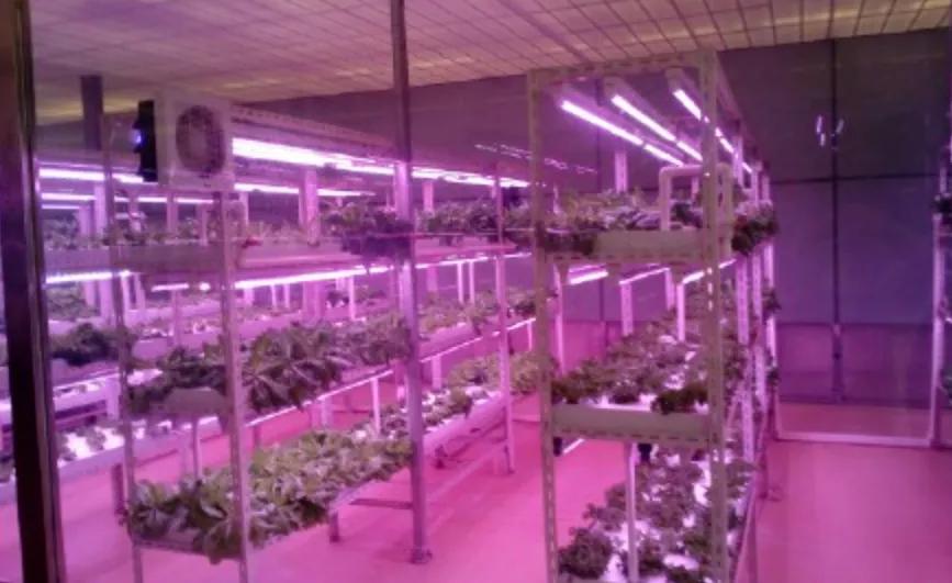 到山东不会饿着你,到山东怎么能不吃煎饼和大馒头呢