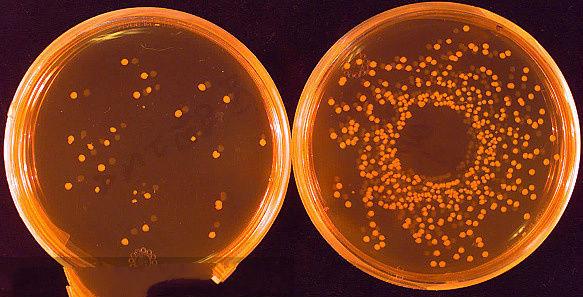 如果孩子在家里饿死了怎么办,如果有小孩腹泻吃什么药