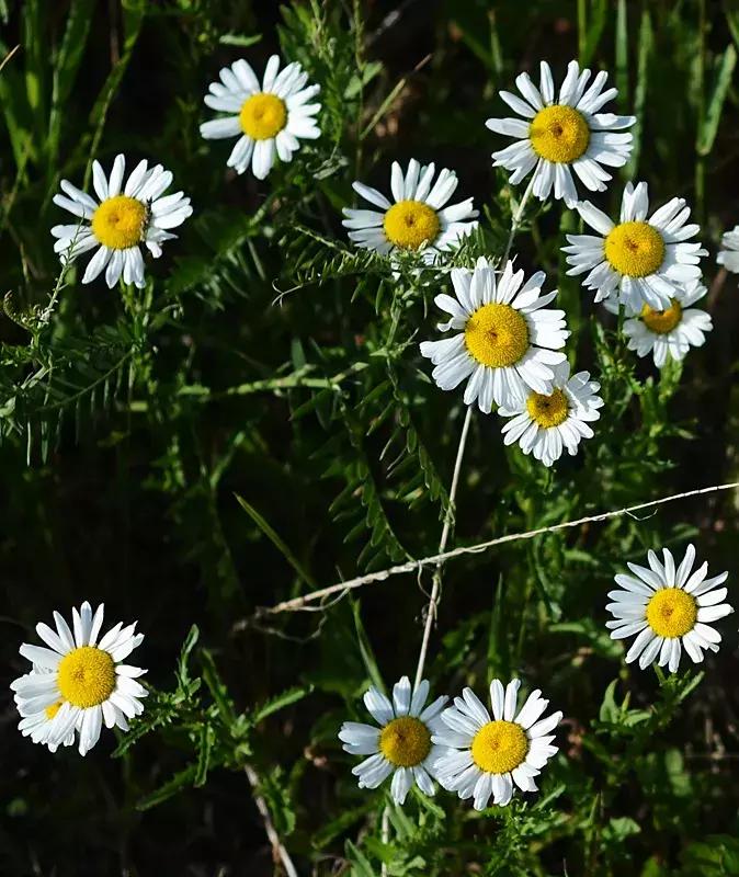 好书推荐快来领取你的宝藏书单,100种百花图谱大全