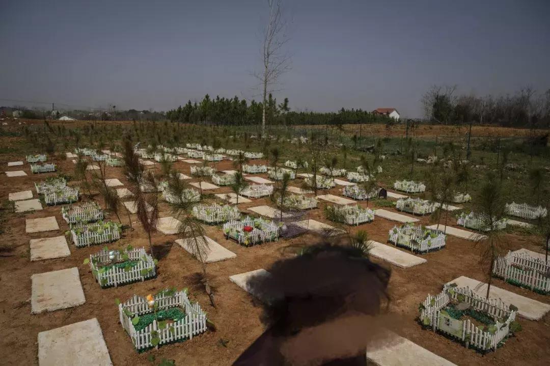 宠物经济正当时：有人喊爱宠儿子女儿，有人花数万买巴掌大墓地