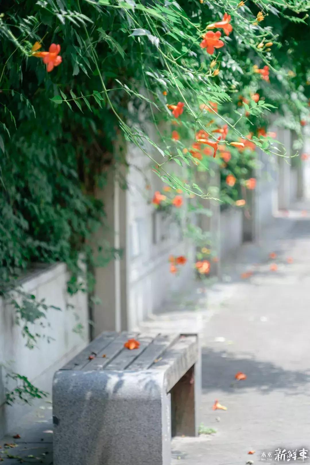 中华中学高中,中华中学