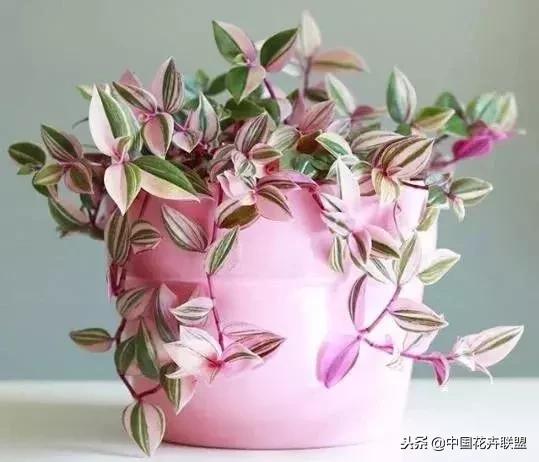 打翻了调色盘的花,打翻了调色盘的美景