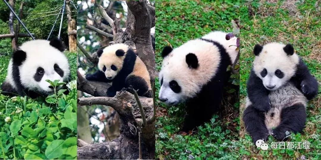 中国十佳宜居城市都江堰,建设美丽宜居公园城市