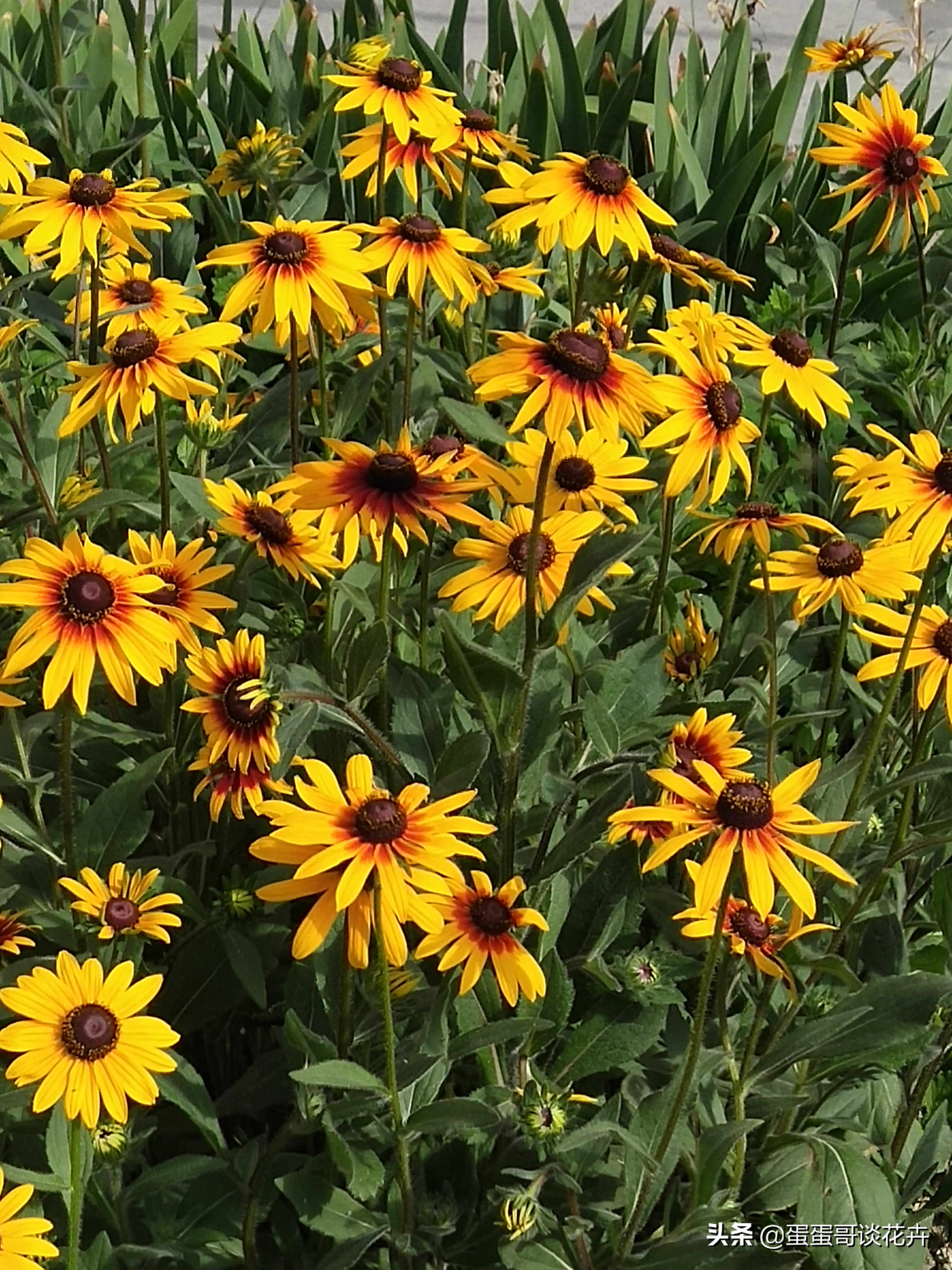 阳台小花园适合养什么绿植,夏季庭院花卉蓝目菊