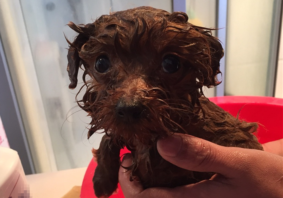 狗子洗澡的正确方法,去宠物店给狗洗澡注意什么