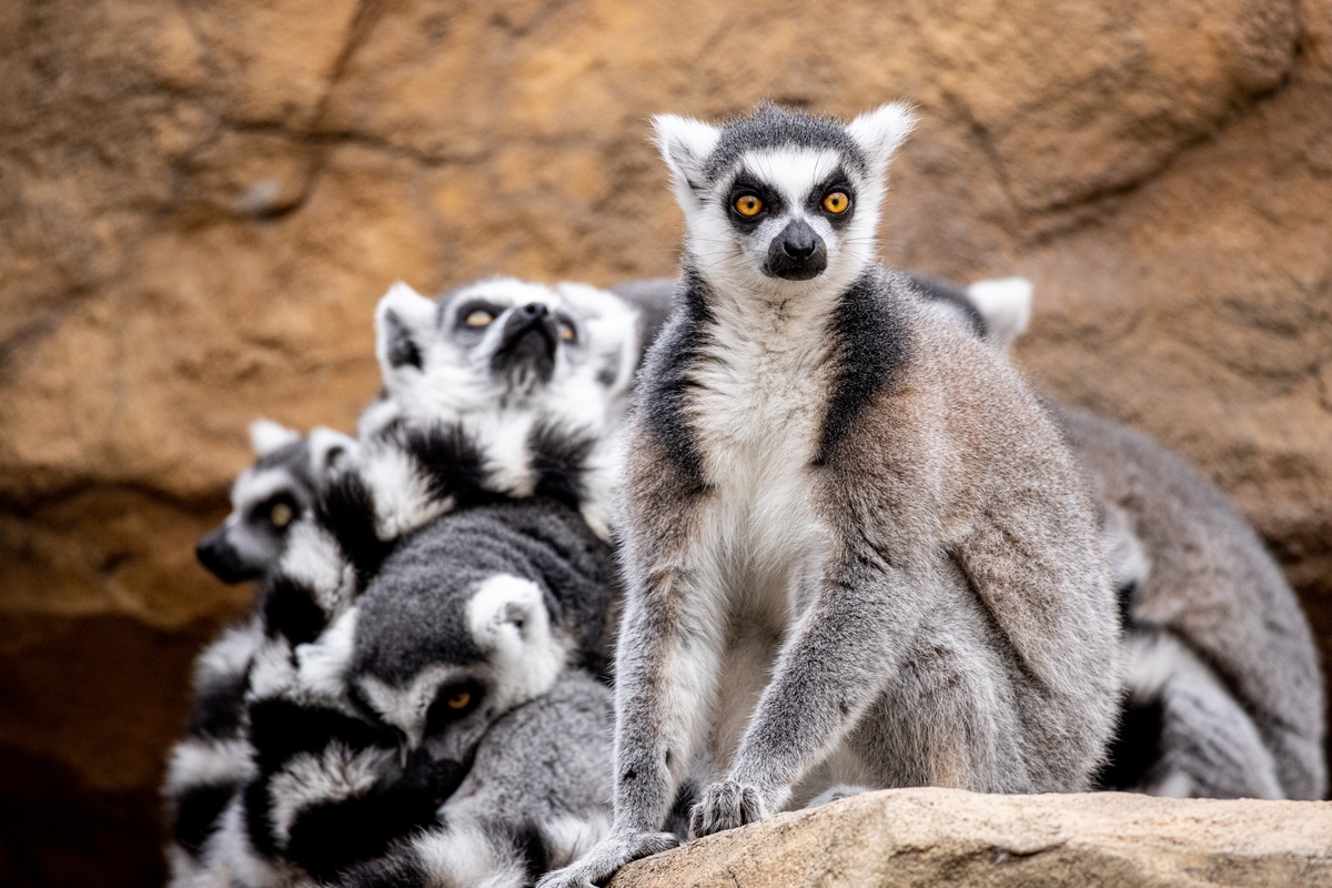浣宠兘rf400mmf2.8璇勬祴,浣宠兘rf-s24-105mm娴嬭瘎
