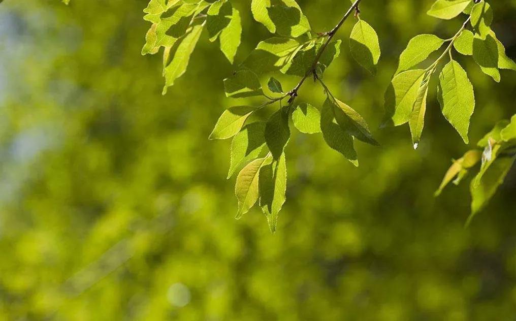 叶天士处方,叶天士的升阳益胃汤的处方
