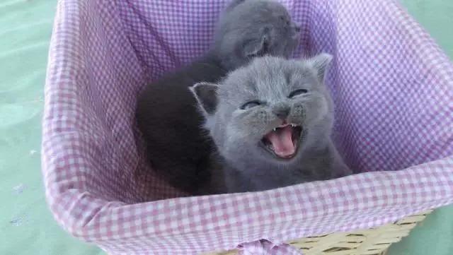 蓝猫也有蓝白色,英短蓝猫明明是灰色的为啥叫蓝色