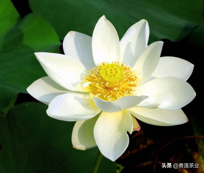 古今贤文劝学篇朗读,古今贤文增广贤文全文解读