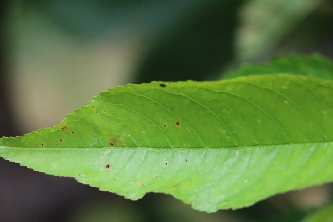 图说樱桃病虫害防治关键技术书籍,樱桃病虫害防治图谱