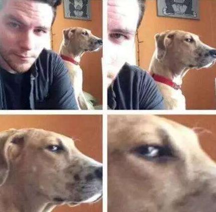 狗狗为什么知道主人对它好不好,狗狗的这几种行为最容易被误解