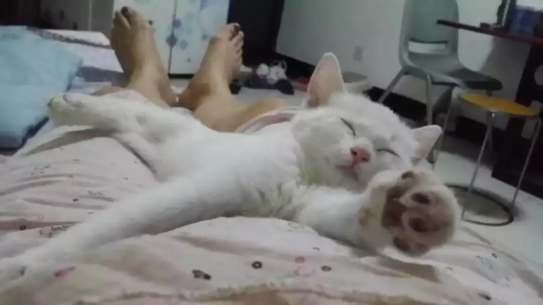 猫咪绝育后护理方法,猫猫绝育后如何护理