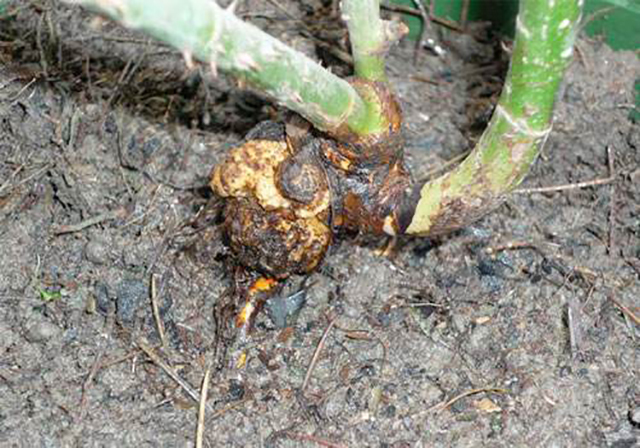 果树根部长瘤怎么办,果树长小疙瘩是什么病