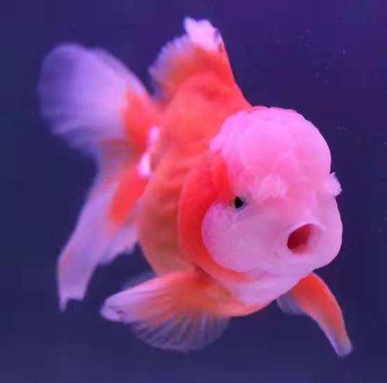 网上购买20条金鱼靠谱吗,网上看见喜欢的金鱼