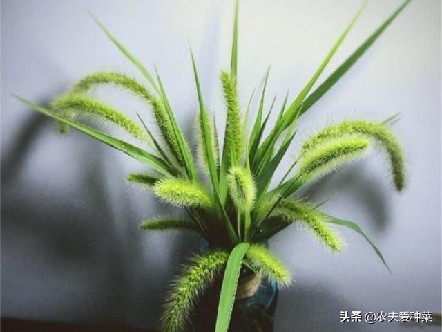 随处可见的狗尾巴草还有不少妙用,一整片狗尾草