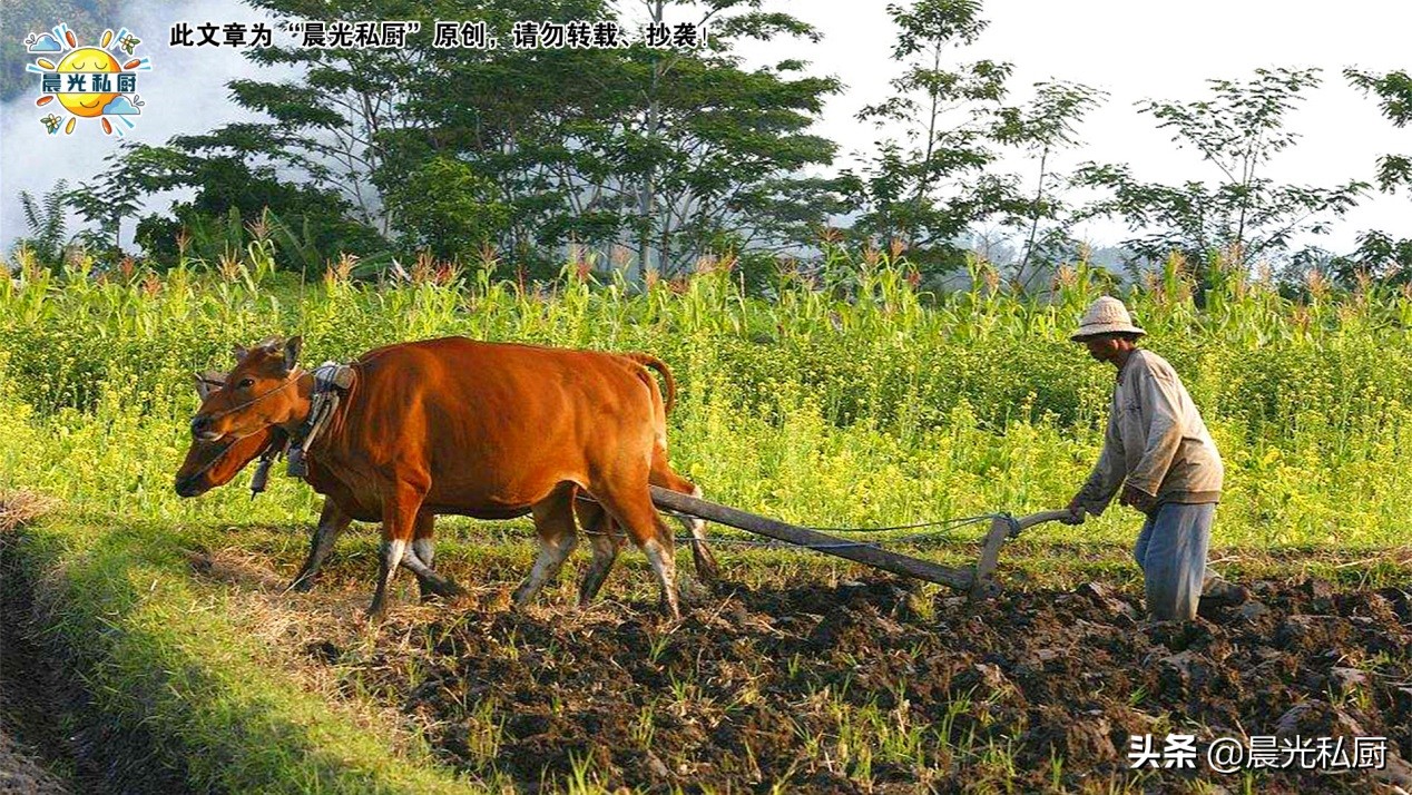 肥牛卷涮火锅和什么菜搭配,肥牛卷涮火锅的正确吃法
