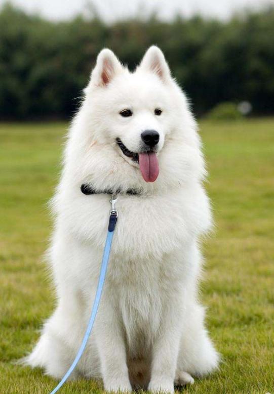 养五只萨摩耶是什么体验,养了一只萨摩耶是什么体验