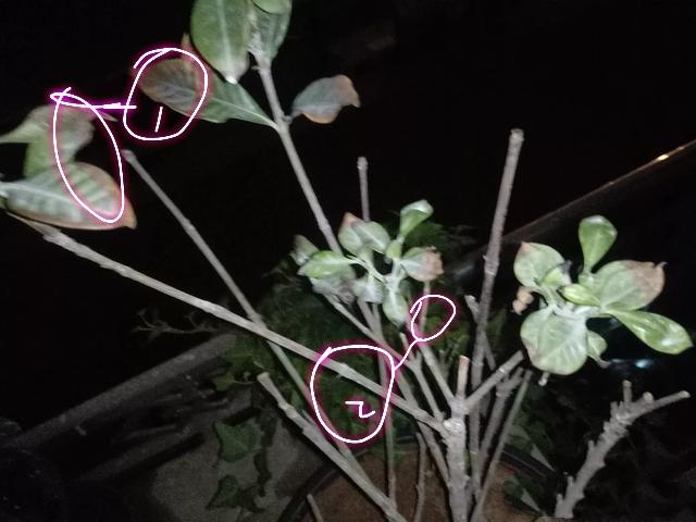 栀子怎么养才能开花,栀子如何养才能开花