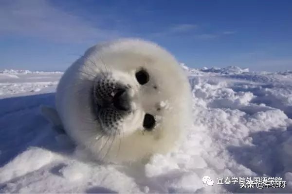 国际海豹日2022年海豹图片,国际海豹日是哪一天庆祝方式
