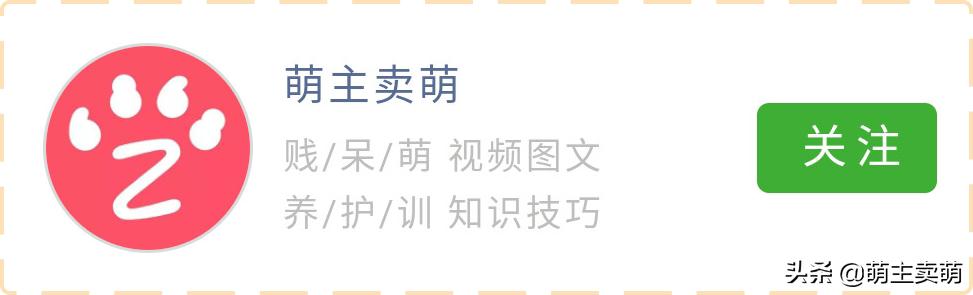 狗狗能吃过芒果吗,狗狗可以吃生蚝加薯片吗