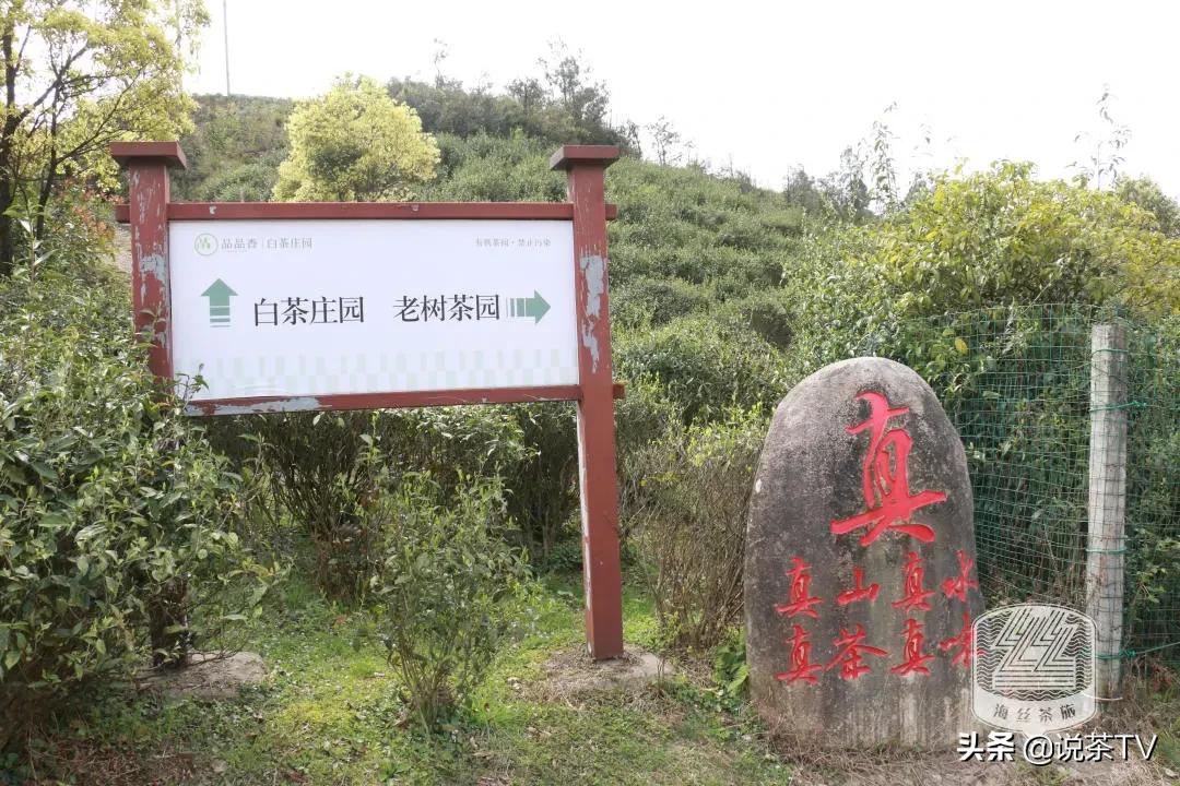 福鼎白茶还有“十不采”规定?让我们去河山有机茶园一探究竟