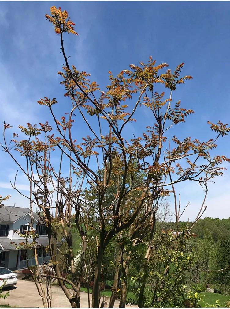 不怕有蛇进家门就怕房上有香椿,不怕蛇过门就怕香椿高过房啥意思