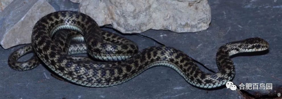 蛇如何升级为龙,可以升级的蛇