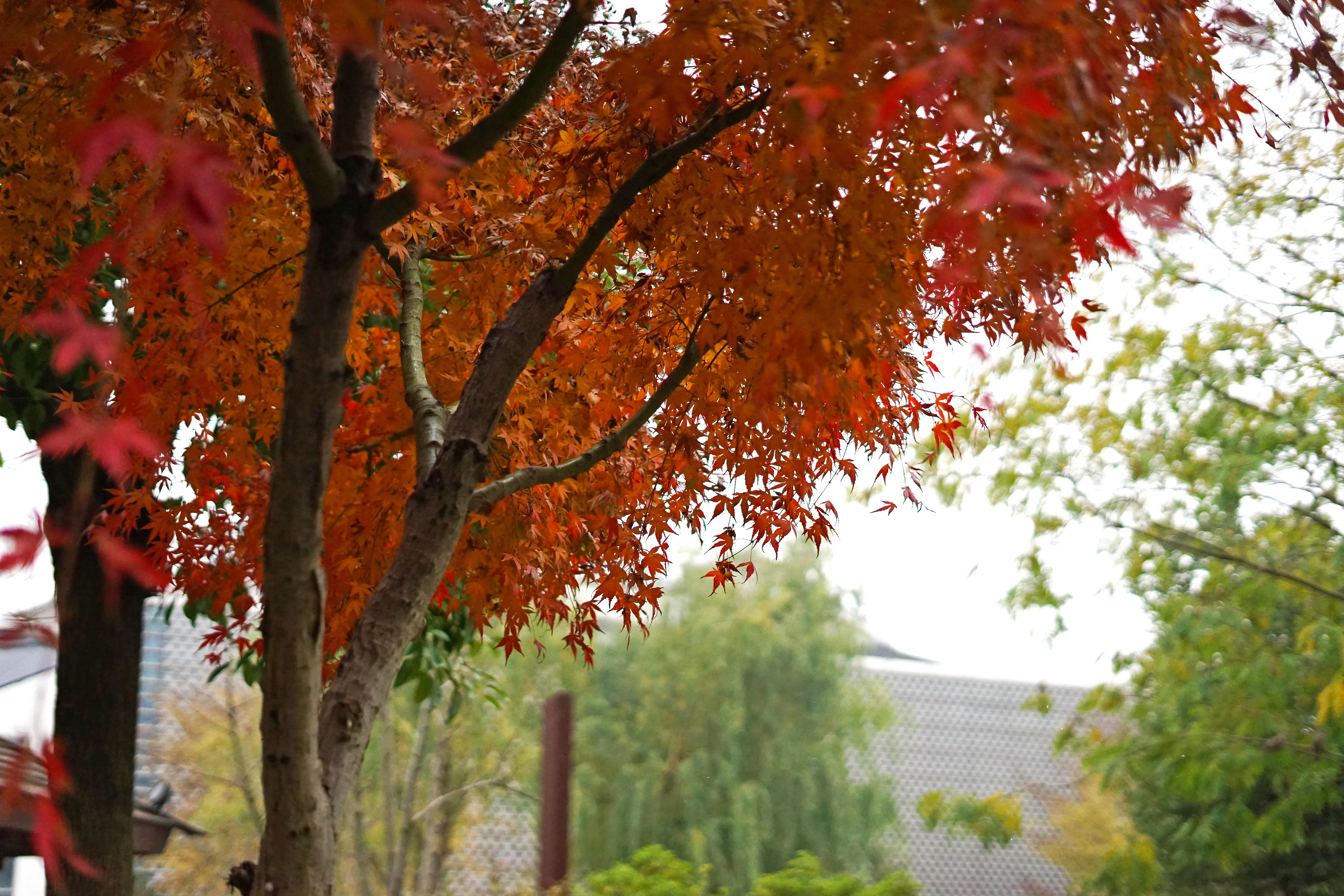 苏州是个温柔细腻且包容的城市,苏州是个温柔的地方