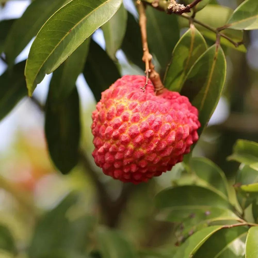 四季应季水果蔬菜,一年四季的时令蔬菜水果