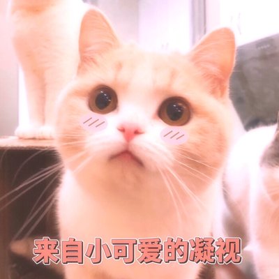 饲养猫咪必备的常用药品,怎么给猫咪饲养环境消毒