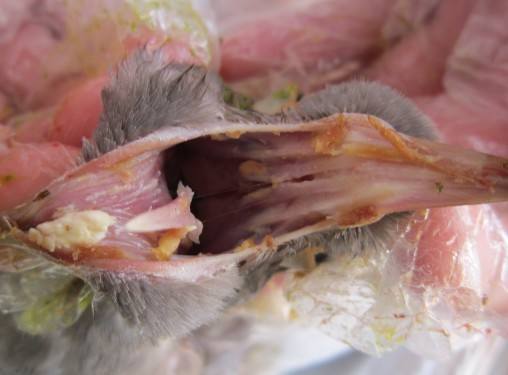 鸽子最常发病症，最见效的治疗方案，这些用药处方一定收藏