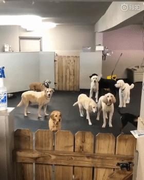 我家狗子被日托所开除了，哈哈哈哈哈笑喷了