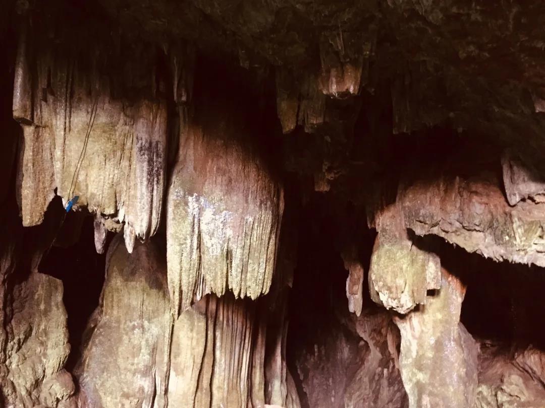 羊安杨梅节直播,羊安杨梅采摘