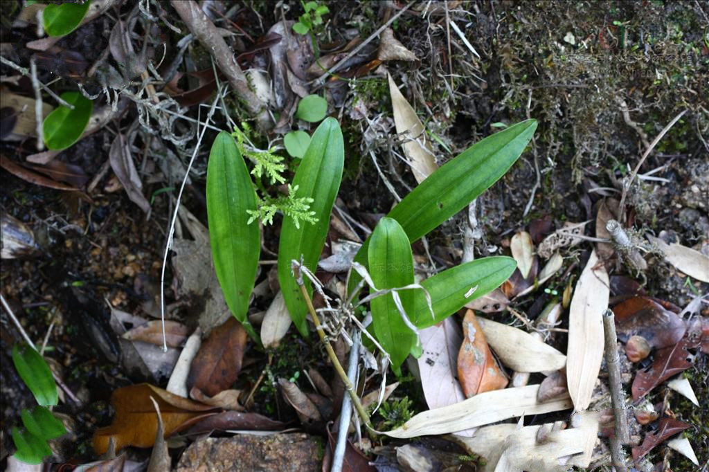 半春莲,半春莲图片