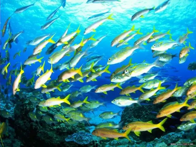 三沙四面大海,三沙的大美风光