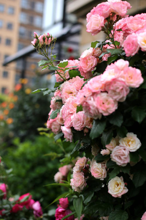 院子围墙边可以种植藤本月季吗,一面墙种两棵藤本月季可以吗