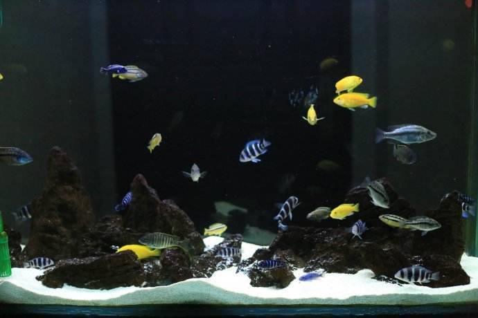 怎么清洗鱼缸底砂和水草泥,清洗鱼缸底部脏东西