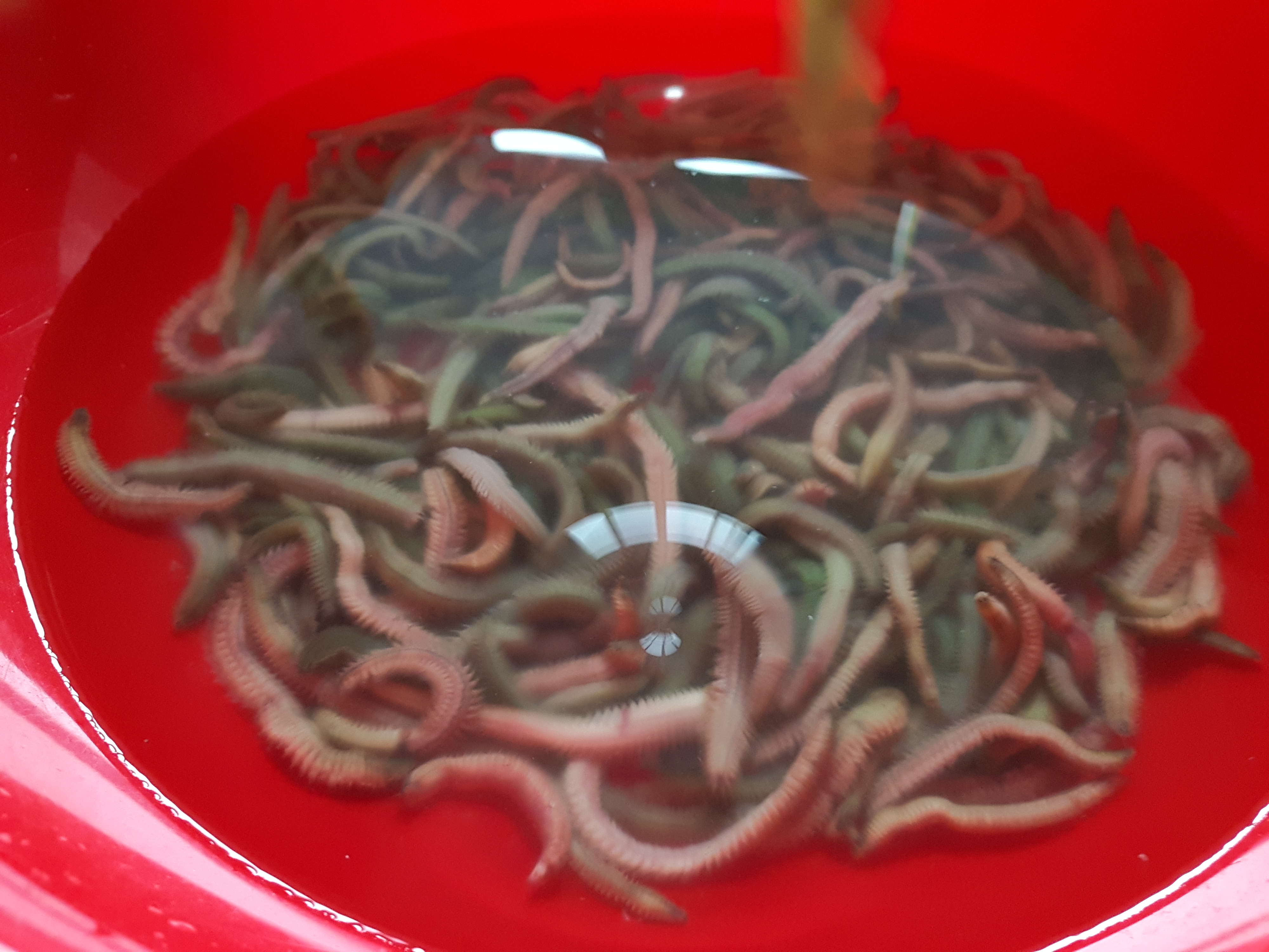 福建最有名的十大恐怖小吃,首次揭秘福建恐怖小吃