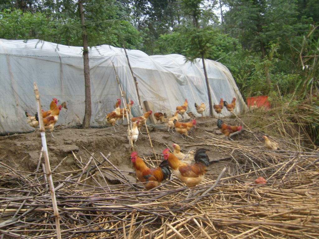 今天你是选择吃“猪肉”还是选择“吃鸡”，我选择吃鸡因为我会吃