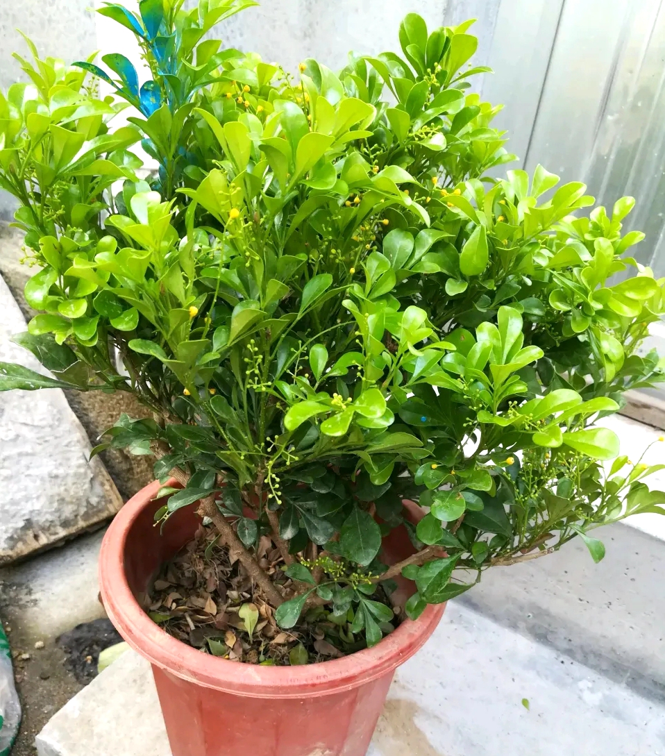 盆栽米兰花怎样过冬,怎么养米兰花盆栽