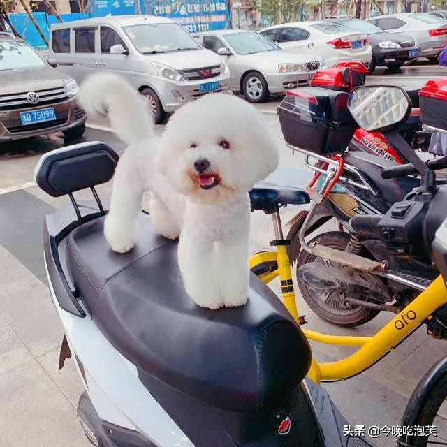 比熊犬体臭解决方法,比熊犬体臭怎么办