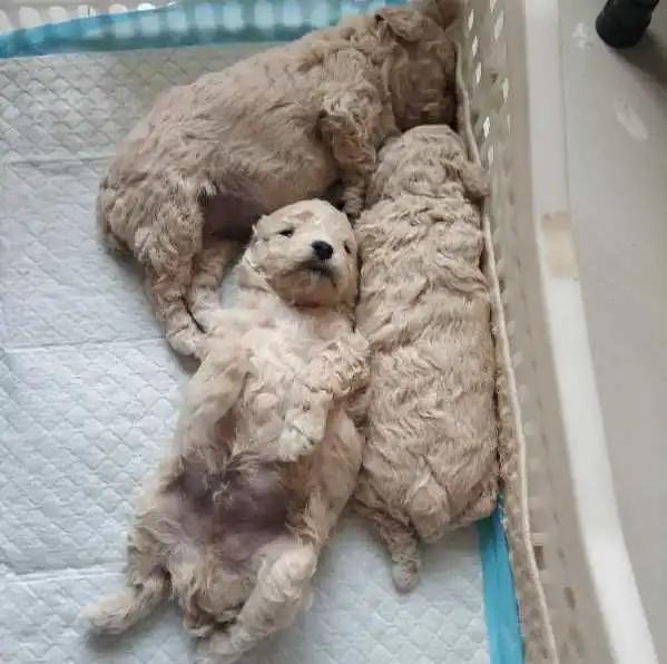 模仿狗狗睡姿,分享下你家狗子的睡姿