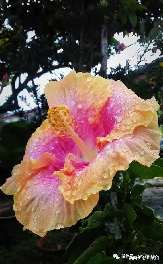 扶桑花和木槿花的区别图片,扶桑木槿花图片