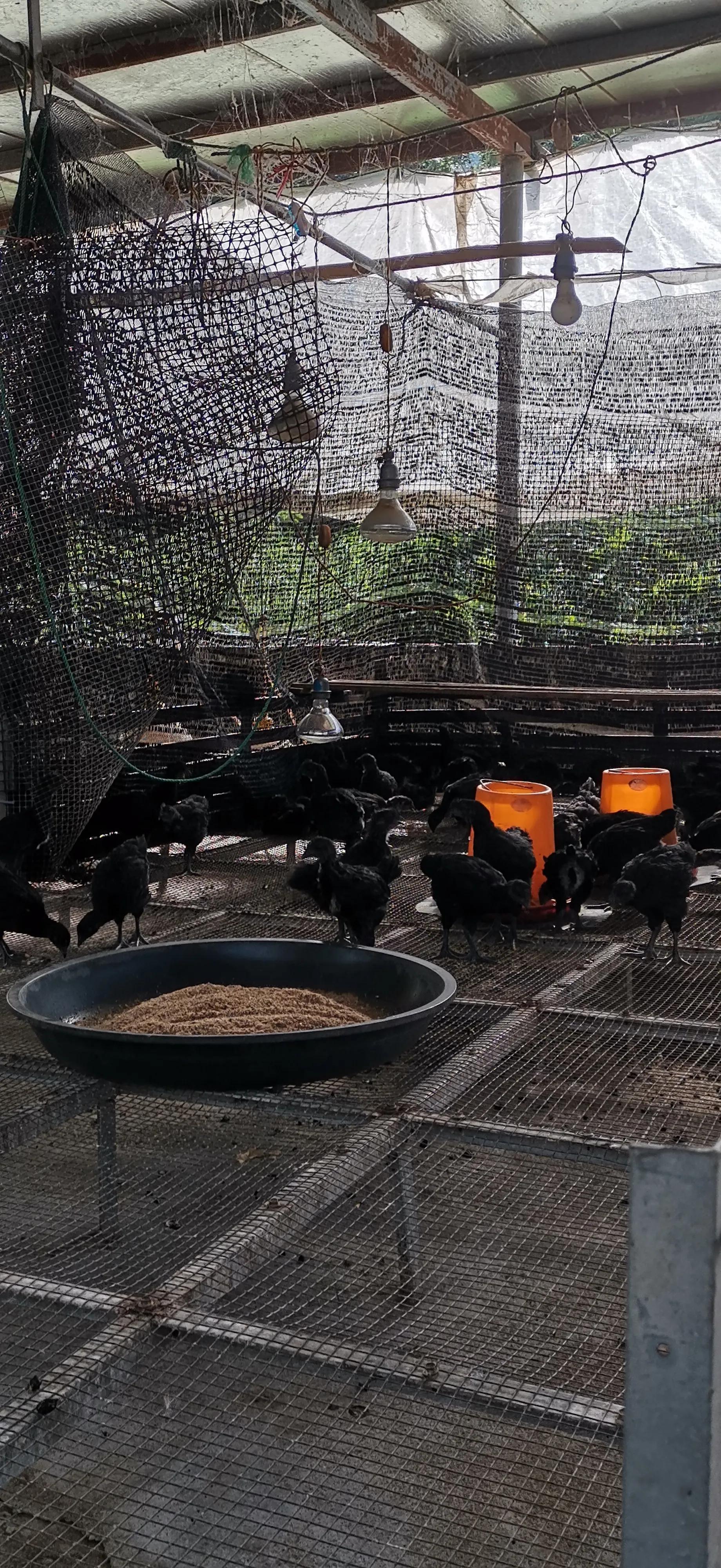 育雏垫网如何搭建,小鸡育雏笼垫网怎么铺