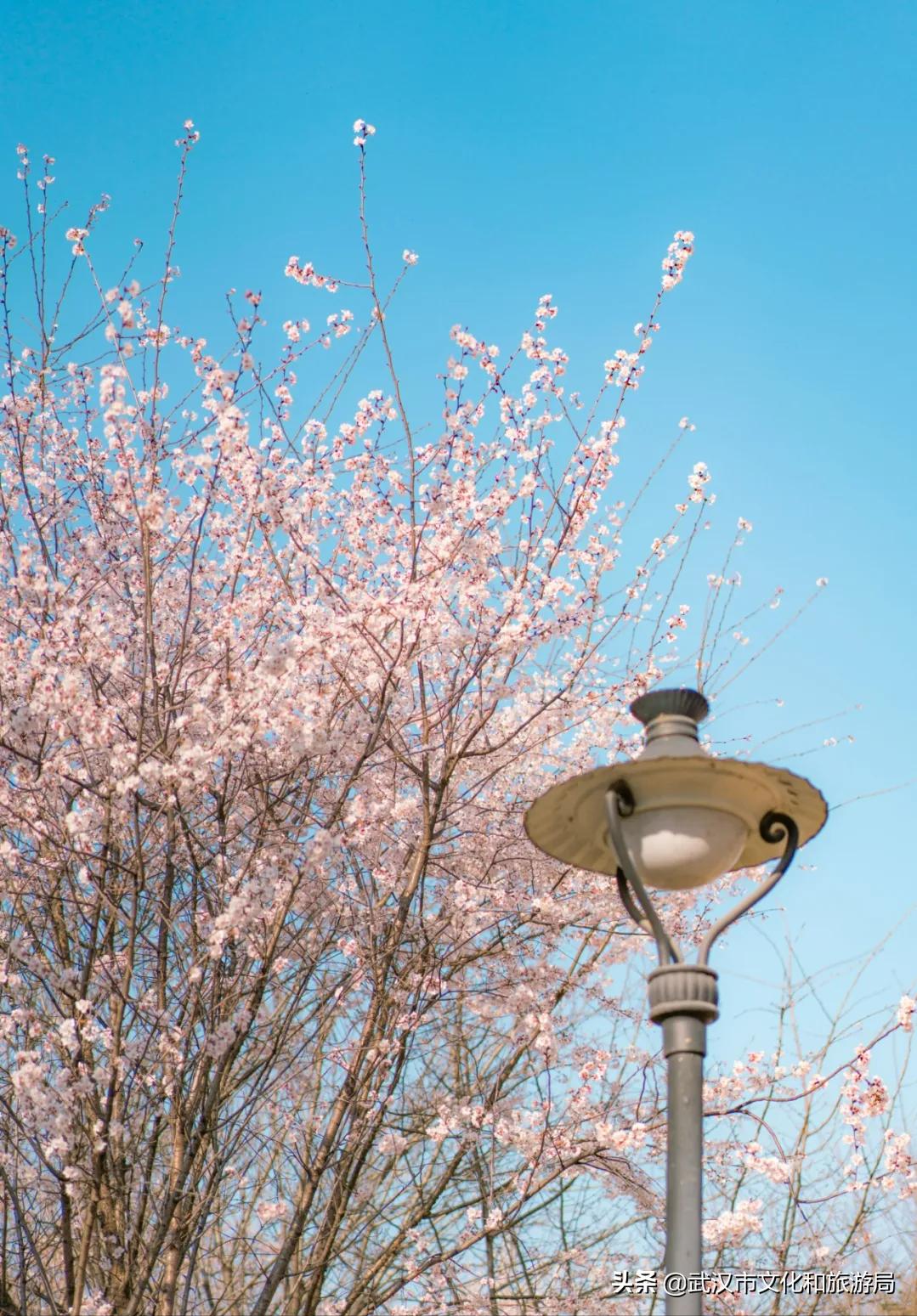 十大赏樱花胜地,赏樱必去武汉四大绝美樱花园