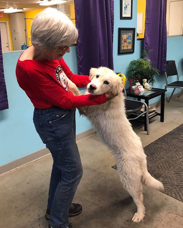 抚摸狗狗会产生多巴胺和血清素吗,摸狗真的可以降低高血压吗