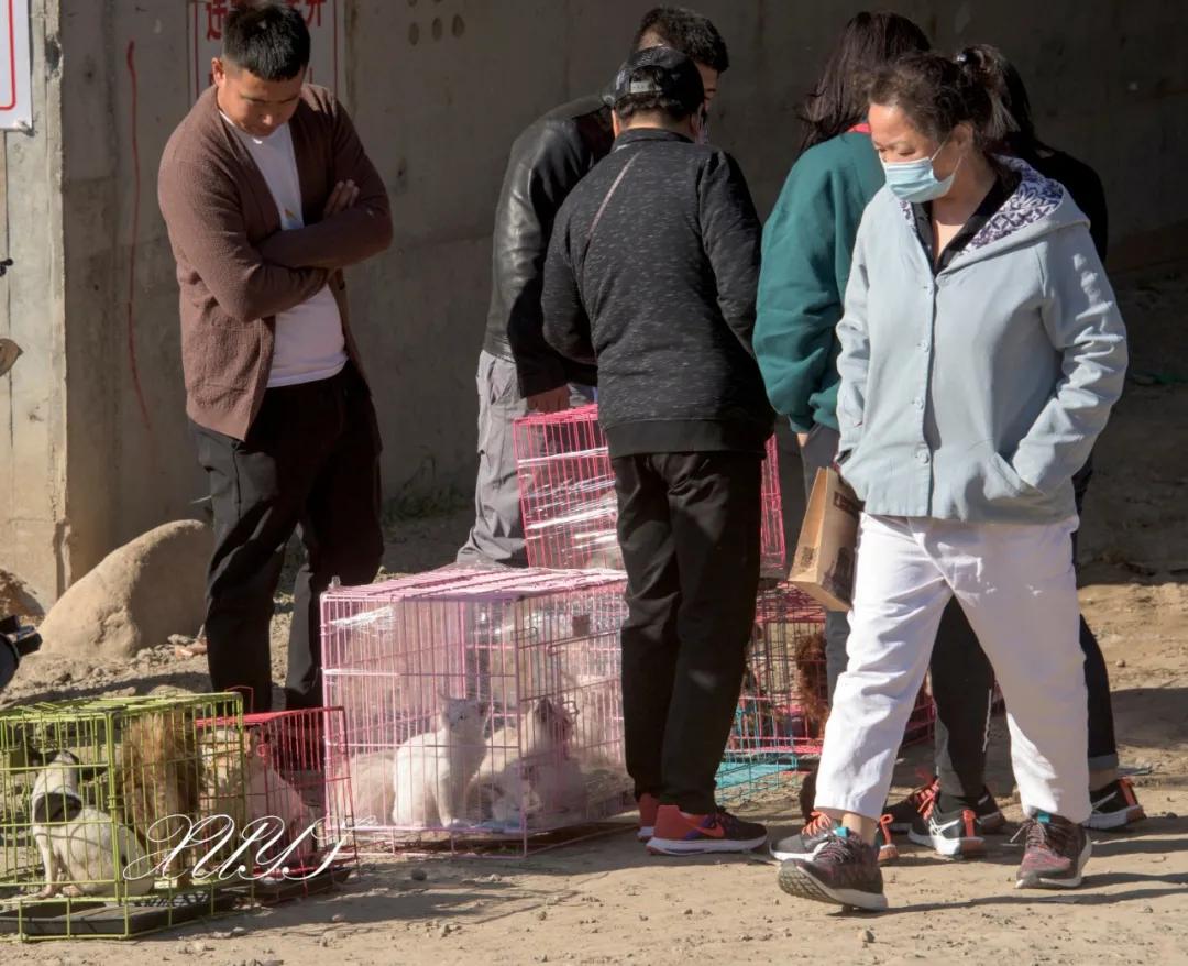 天津徐庄子宠物市场,天津北辰小街桥下宠物市场