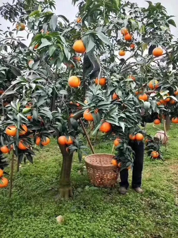 家乡特产果子图片,家乡的果子