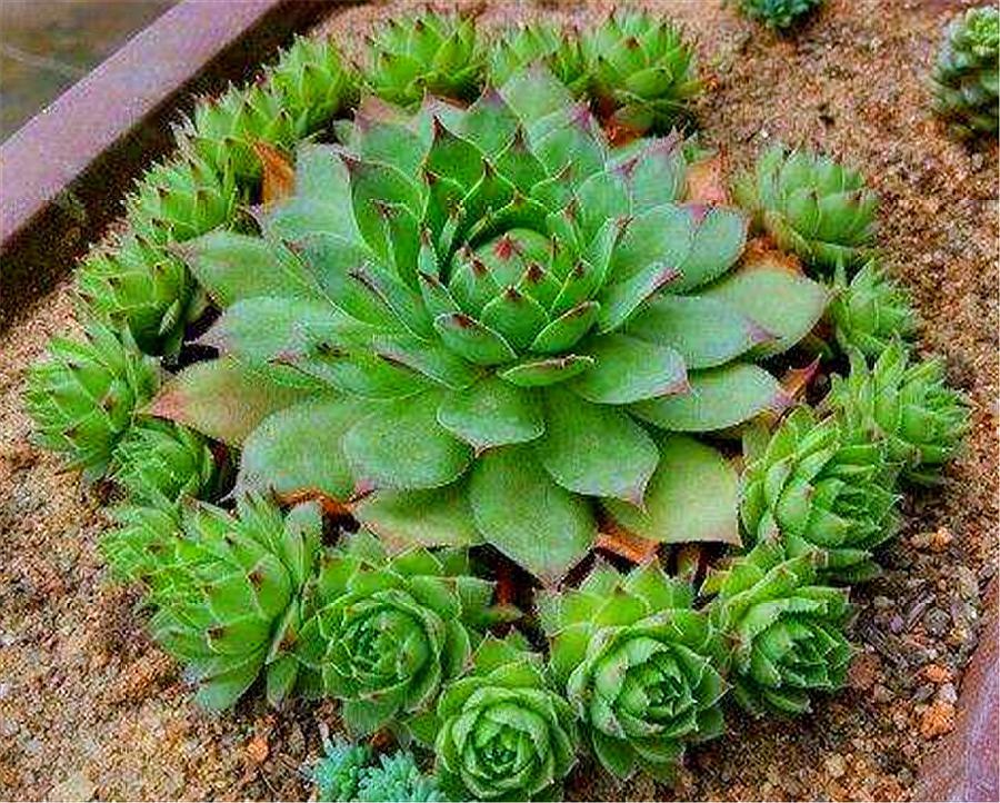 观音莲怎么养叶子才不徒长,观音莲徒长怎么补救